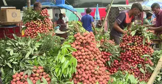 রপ্তানি হচ্ছে দিনাজপুরের লিচু; প্রায় ৯০০ কোটি টাকার বাজার